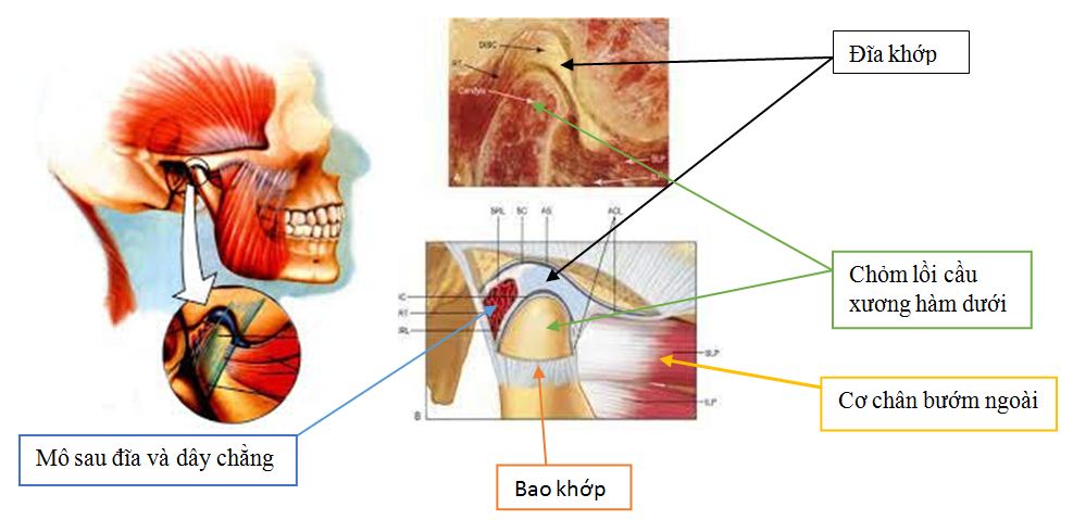 Giải phẫu khớp Thái dương Hàm